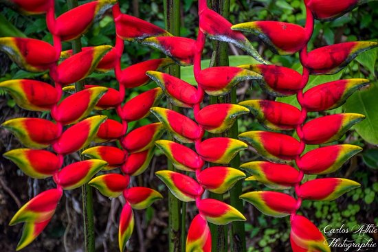 Você está visualizando atualmente Ceaflor prevê crescimento nas vendas de flores até 10% no Dia dos Namorados