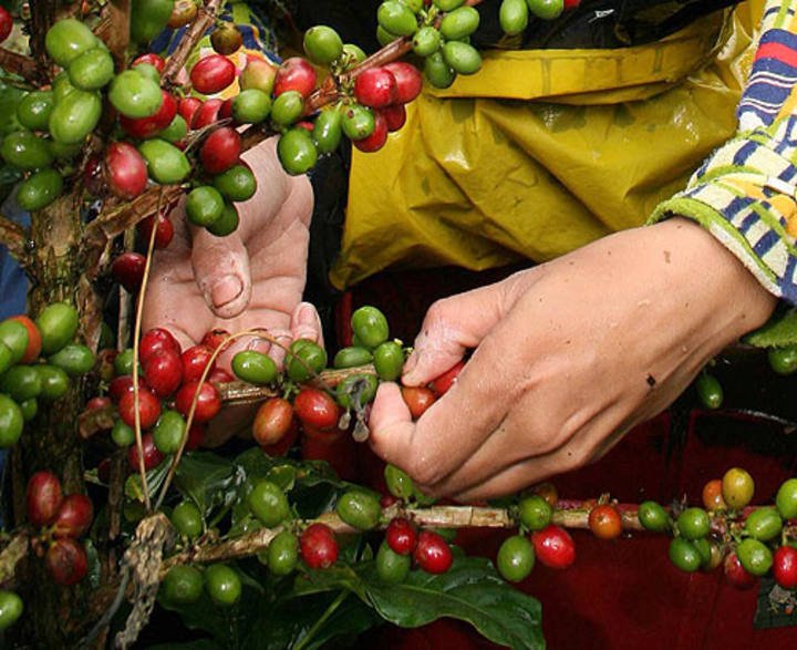No momento, você está visualizando Produção de café em nível mundial atinge 169,50 milhões de sacas
