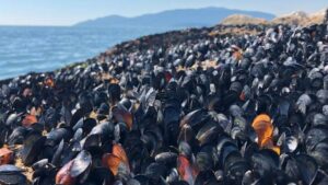 Leia mais sobre o artigo Calor extremo cozinhou mexilhões e mariscos vivos em praias do Canadá