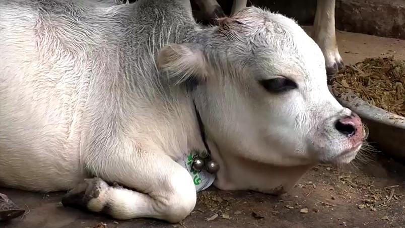 No momento, você está visualizando Vaca anã atrai turistas em Bangladesh e pode ser a menor do mundo