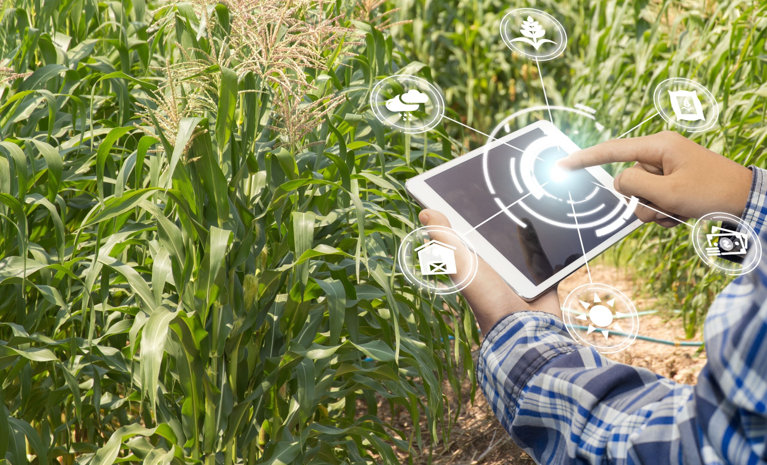 No momento, você está visualizando Pandemia intensifica a digitalização da agricultura brasileira