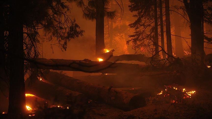 No momento, você está visualizando Número de mortos em incêndios florestais na Argelia sobe para 42