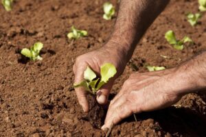 Leia mais sobre o artigo Cadastro Nacional da Agricultura Familiar (CAF) substituirá a DAP