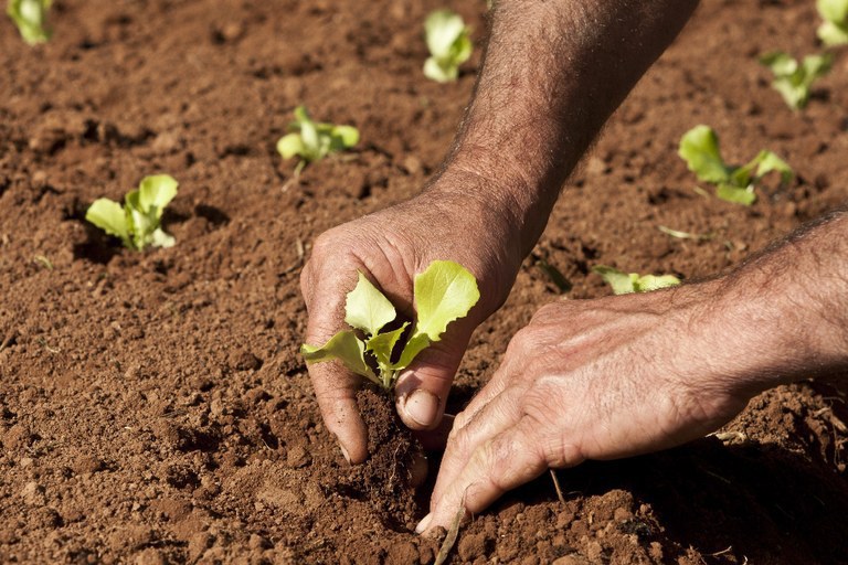 No momento, você está visualizando Cadastro Nacional da Agricultura Familiar (CAF) substituirá a DAP