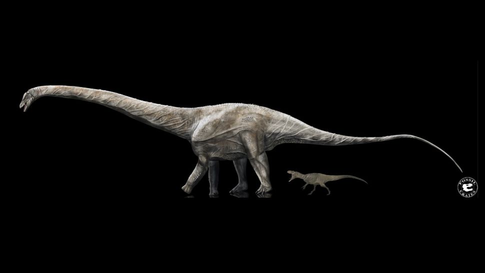 No momento, você está visualizando Pesquisa confirma que Supersaurus foi o maior dinossauro do mundo