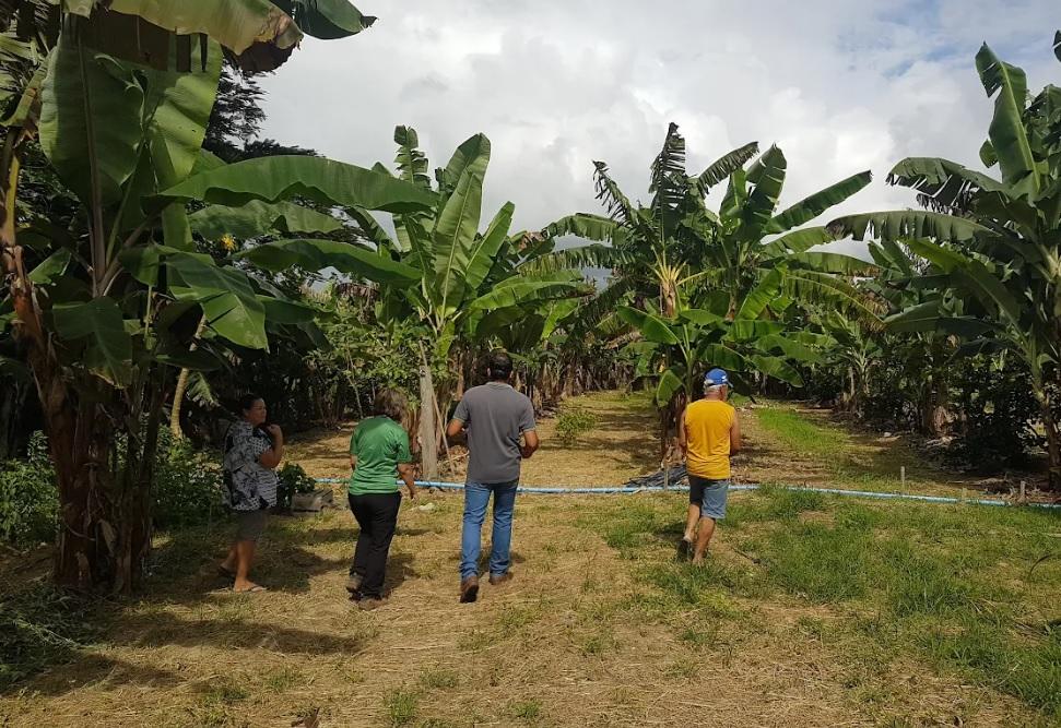 No momento, você está visualizando Empaer visita agricultores para falar da produção de orgânicos