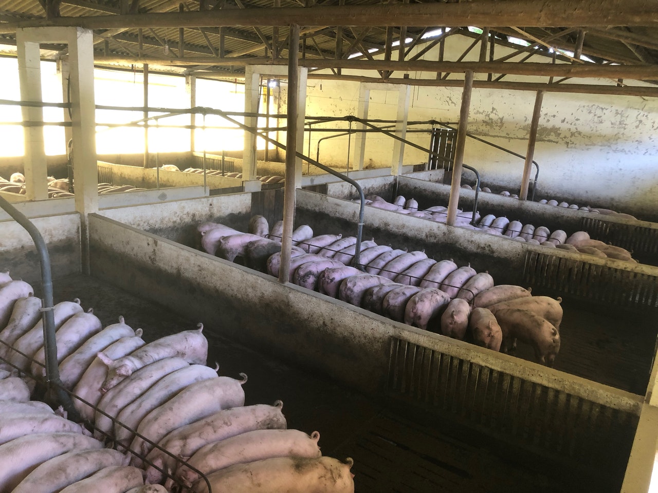 No momento, você está visualizando Exportações de carne suína mantêm alta de 11,29%