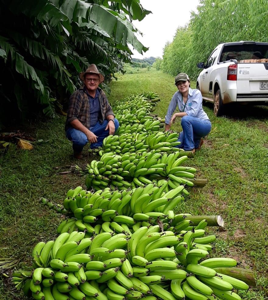 No momento, você está visualizando Empaer-MT realiza pesquisa de melhoramento genético com banana