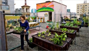 Leia mais sobre o artigo Agricultura urbana apoia produção de alimentos em territórios vulneráveis