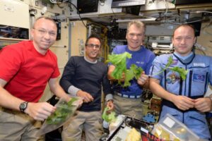 Leia mais sobre o artigo EUA: Alface transgênica pode evitar perda de massa óssea em astronautas