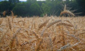 Leia mais sobre o artigo AGRO: Fertilizante ecológico pode reduzir dependência de importação