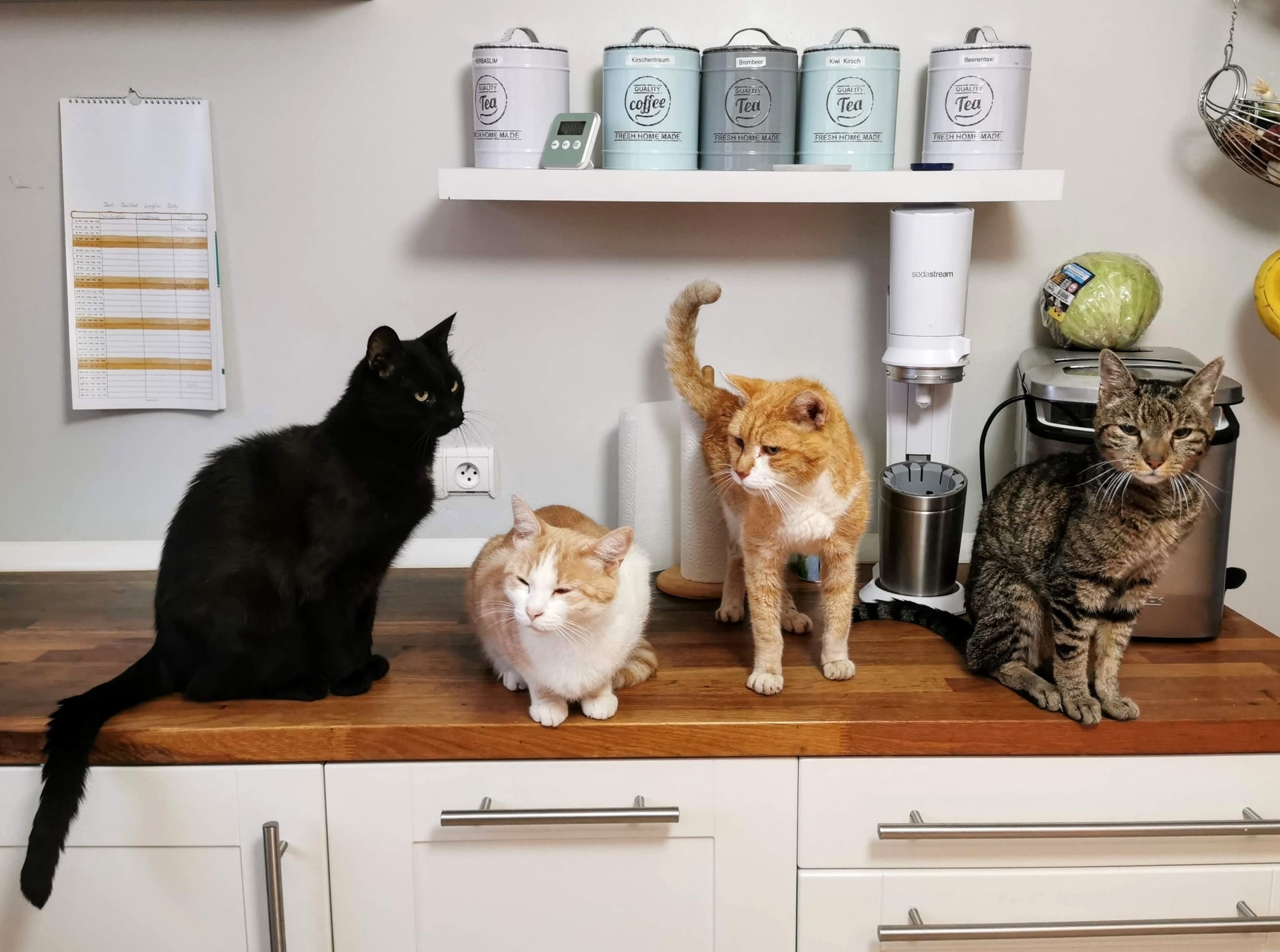 No momento, você está visualizando Gatos identificam pessoas e uns aos outros por nome, diz estudo