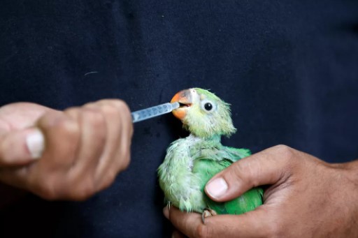 No momento, você está visualizando Pássaros caem do céu na Índia que passa por onda de calor