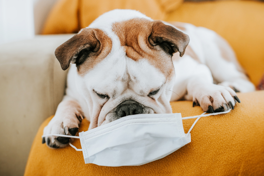 No momento, você está visualizando Cães conseguem farejar Covid pelo suor humano
