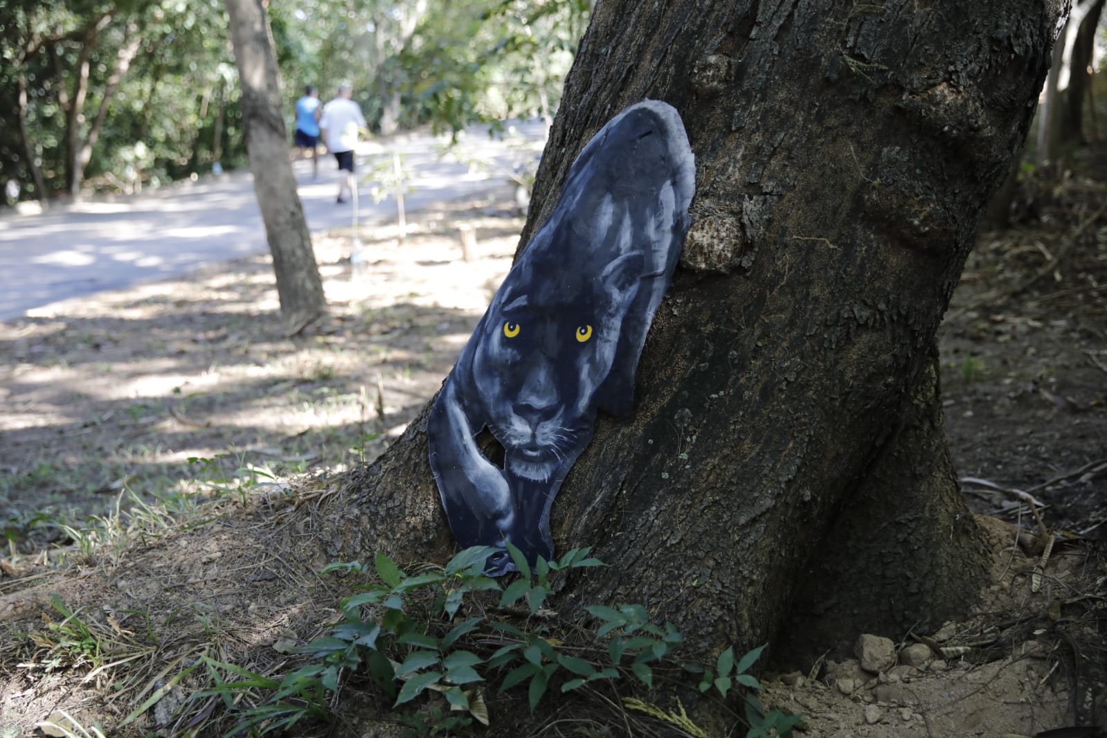 No momento, você está visualizando Exposição permanente acontece nas trilhas do Parque Mãe Bonifácia