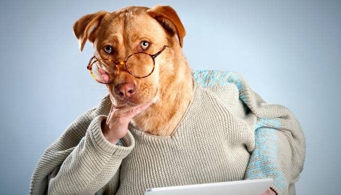 No momento, você está visualizando Cachorros pensam? Veja o que ciência fala a respeito