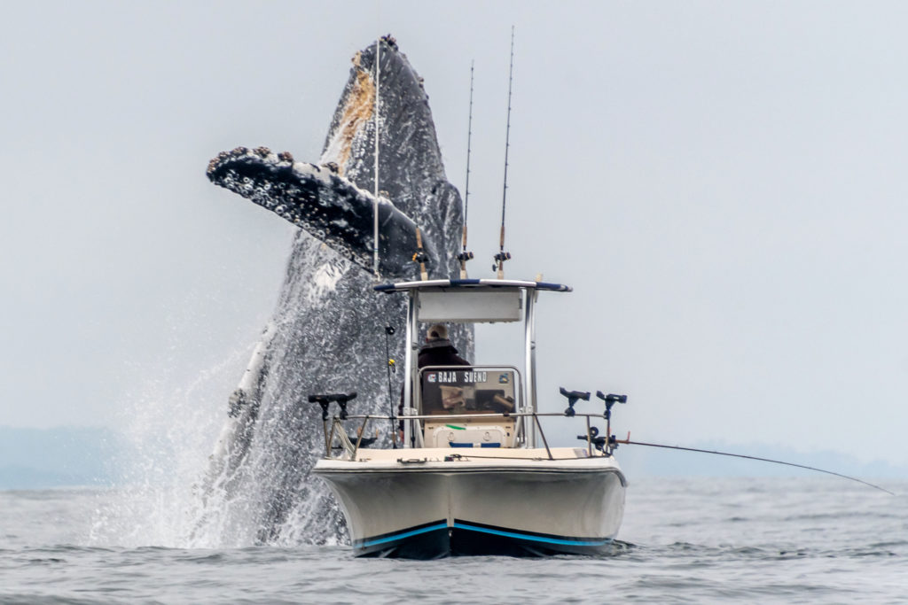 No momento, você está visualizando Baleia jubarte salta e cai dentro de barco nos Estados Unidos