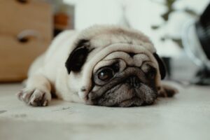 Leia mais sobre o artigo Como funciona o luto em animais de estimação?
