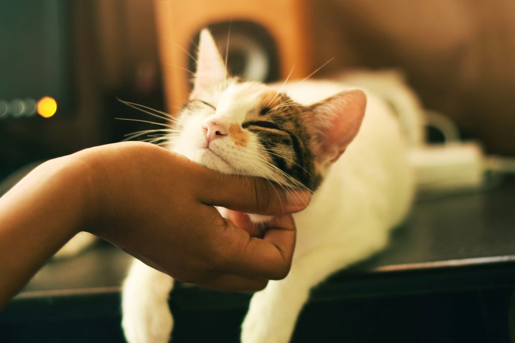 No momento, você está visualizando As raças de gato consideradas mais bonitas, segundo a ciência