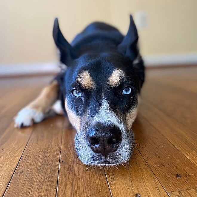 No momento, você está visualizando PITSKY: mistura entre as raças pit bull e husky siberiano