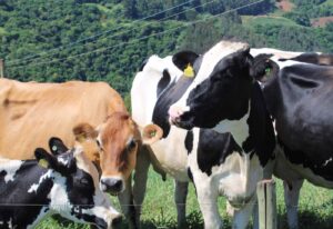 Leia mais sobre o artigo Senar-MT e Sindicato trazem conhecimentos das cadeias produtivas