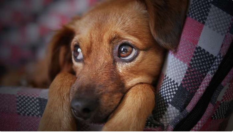 No momento, você está visualizando Situações que fazem seu cachorro perder a confiança em você