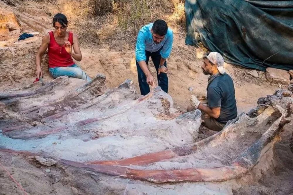 No momento, você está visualizando Enorme dinossauro saurópode é descoberto em Portugal