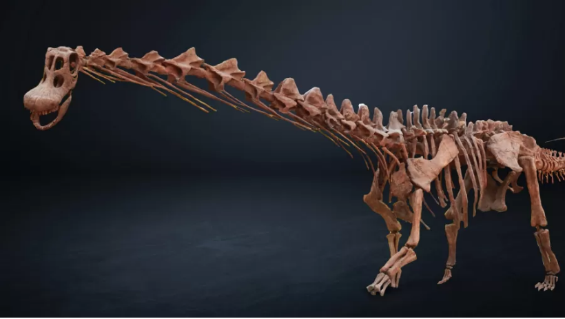 No momento, você está visualizando Patagotitan, o maior dinossauro do mundo ganha exposição em SP