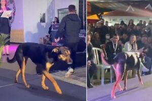 Leia mais sobre o artigo Vira-lata invade desfile Miss Paraná e é aplaudido pelo público