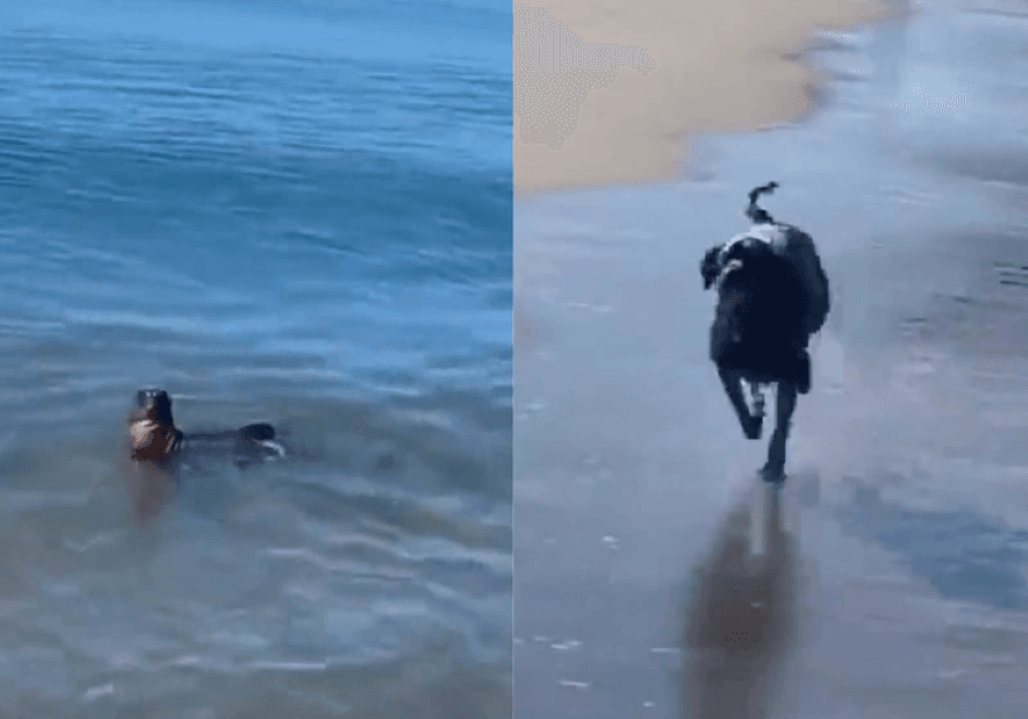 No momento, você está visualizando Foca e cão são filmados brincando na praia e vídeo viraliza
