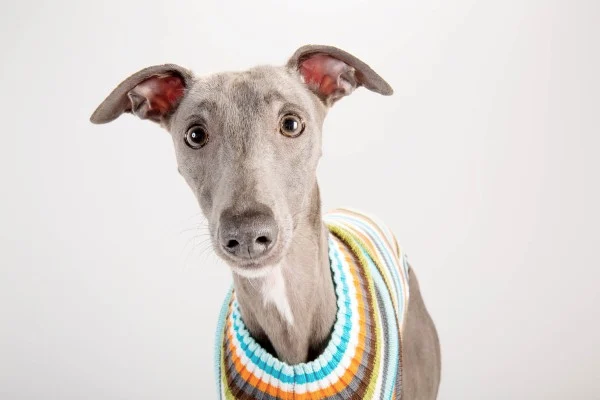 No momento, você está visualizando Cachorros para quem mora sozinho, conheça 5 raças perfeitas
