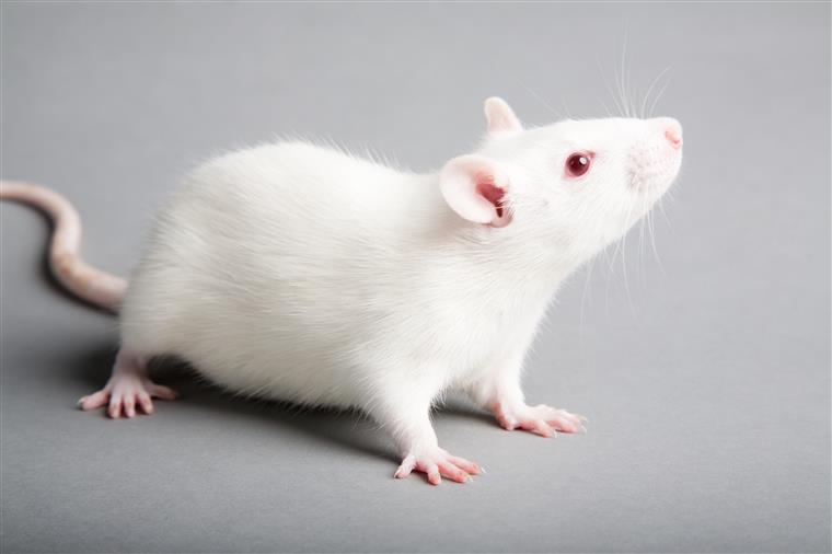 No momento, você está visualizando Cientistas recuperam visão de roedores em novo experimento