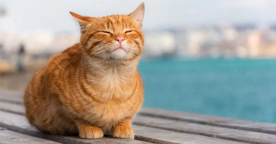No momento, você está visualizando Gatos mudam comportamento ao ouvir a voz do dono