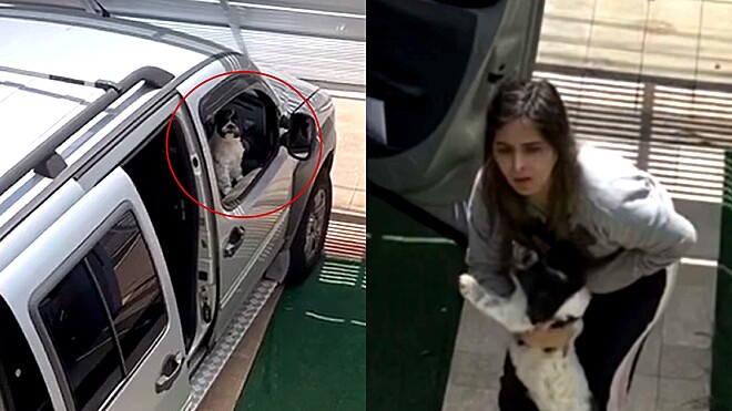 No momento, você está visualizando Tutora não acredita na travessura que seu cachorro aprontou