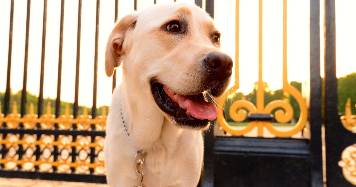 No momento, você está visualizando Qual a idade do meu cachorro?