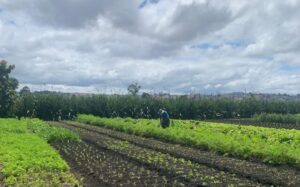 Leia mais sobre o artigo Brasil lista ações de sustentabilidade dos últimos anos