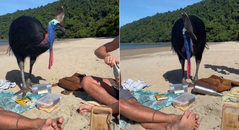 No momento, você está visualizando Mulher filma ave sem saber que é uma das mais letais do mundo