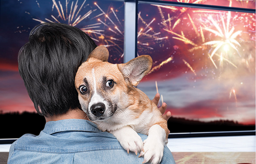 No momento, você está visualizando PET: Veterinário explica como protegê-los dos fogos de artifício