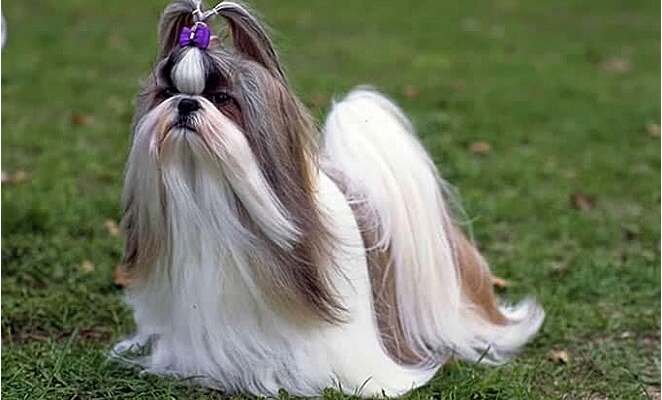 No momento, você está visualizando Shih-tzu volta irreconhecível do pet shop e vídeo viraliza