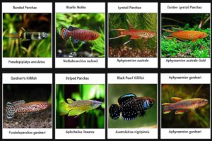 Leia mais sobre o artigo Conheça o peixe que pode nos ajudar a viver mais de 400 anos