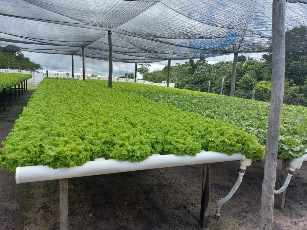 No momento, você está visualizando Empaer fomenta produção de hortaliças em hidroponia na região