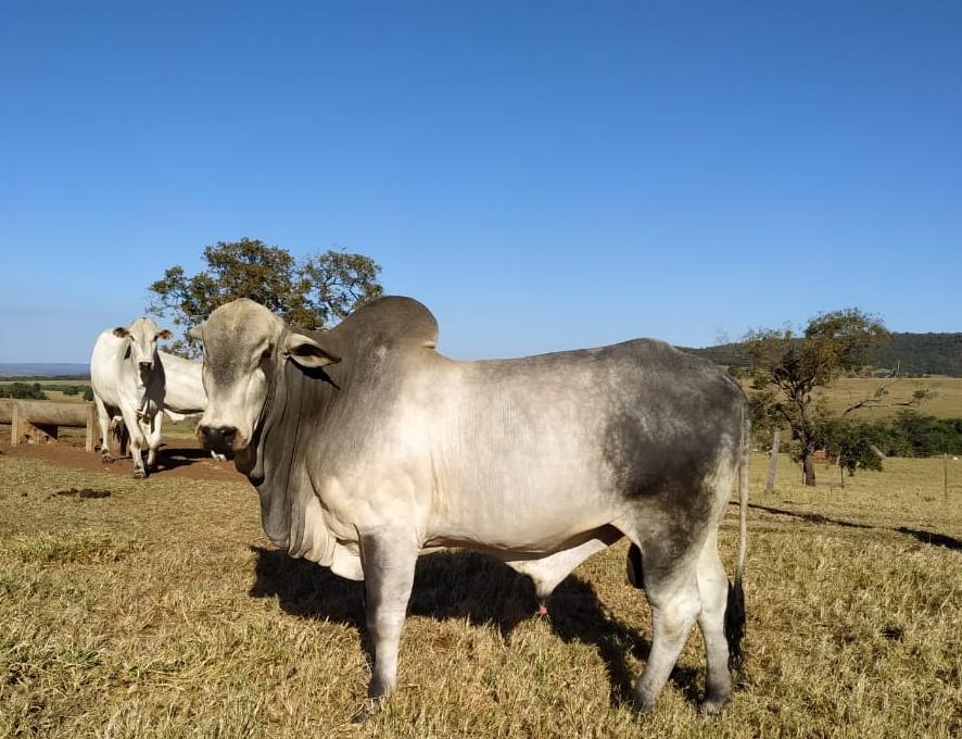 No momento, você está visualizando Recuperação de pastagens degradadas é tema de Dia de Campo