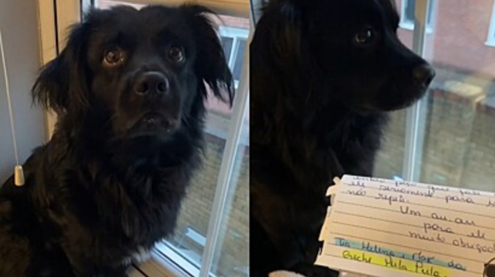 No momento, você está visualizando Cão é suspenso por aprontar em creche pet e tutora recebe carta