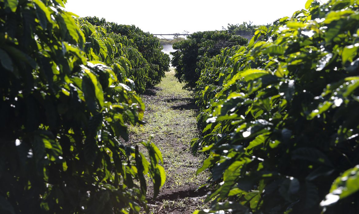 No momento, você está visualizando CONAB: Safra de café será de 54,94 milhões de sacas