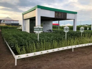 Leia mais sobre o artigo Instituto apresenta 12 cultivares de soja convencional em MT