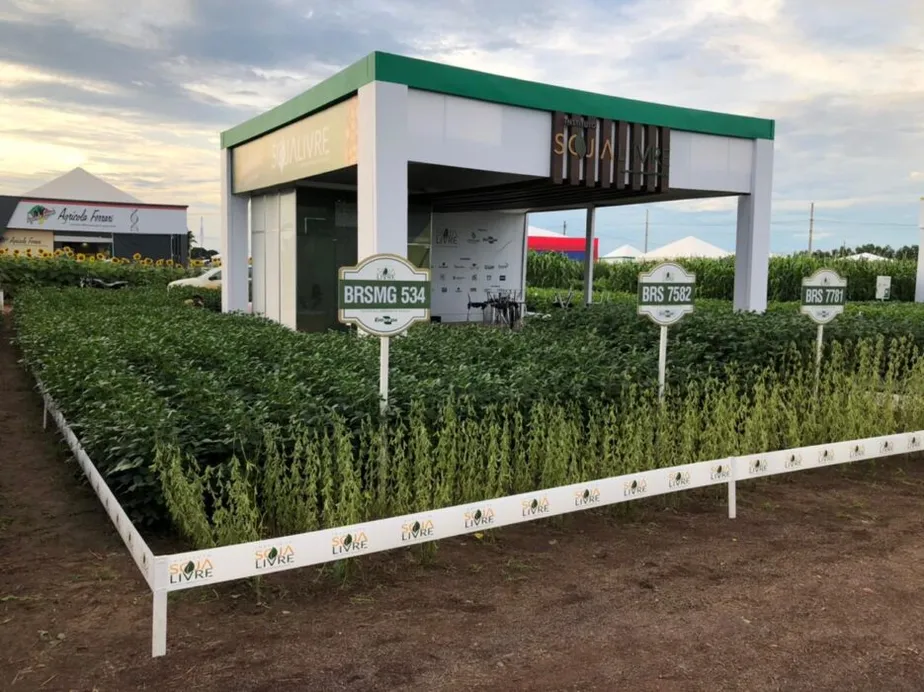 No momento, você está visualizando Instituto apresenta 12 cultivares de soja convencional em MT