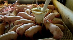 Leia mais sobre o artigo Novas medidas de incentivos à suinocultura são inclusas no Proder