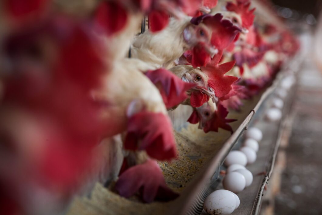 No momento, você está visualizando Senar lança curso online para produtores de aves e suínos
