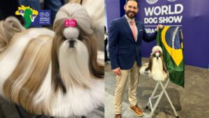 Leia mais sobre o artigo Shih-tzu brasileira ganha prêmio de Melhor Cão do Mundo