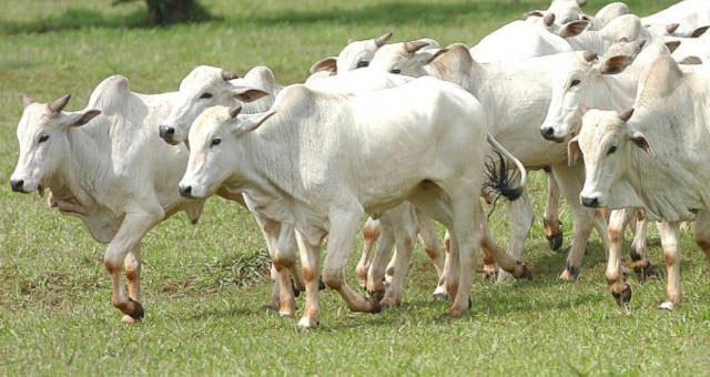 No momento, você está visualizando VACA LOUCA: Mercado aposta na relação de Lula com a China